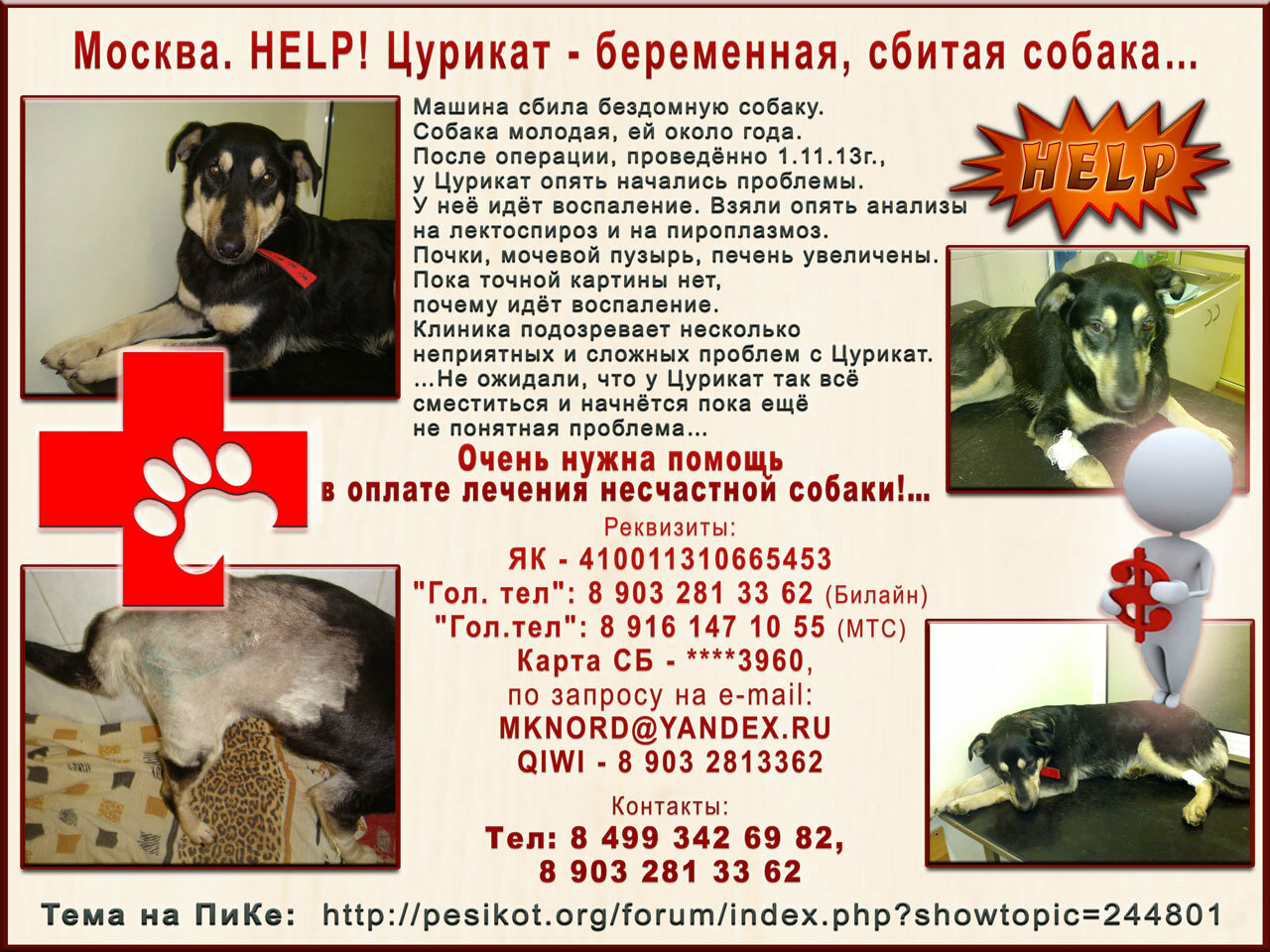 Москва. HELP! Цурикат - беременная, сбитая собака…